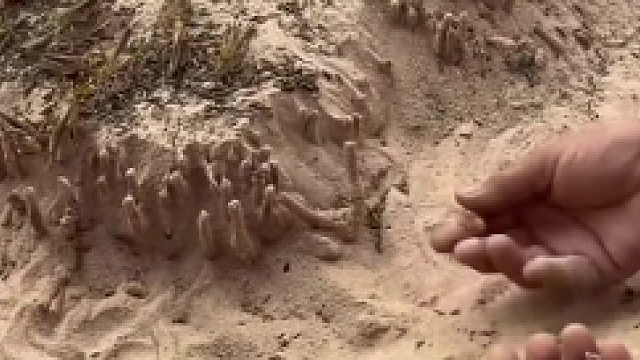 蝗虫产卵过程​