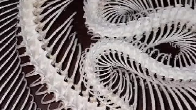 甲虫咬出来的蛇骨架，非常精美