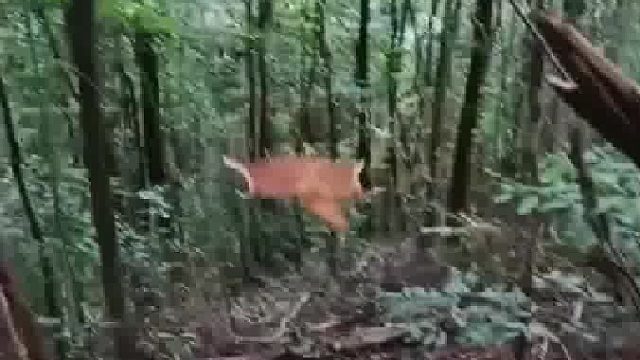 出发，飞出去觅食了