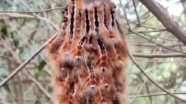 毛虫被声浪激发了