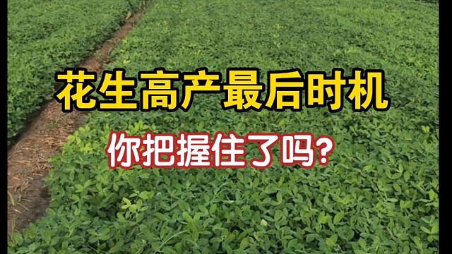 花生高产最后的机会，你抓住了吗？