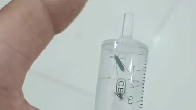 蚊子：能不能给个痛快？