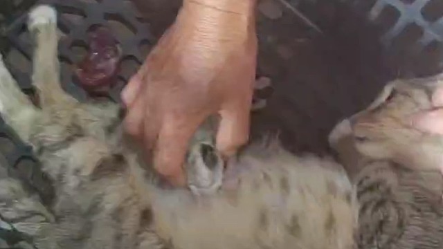 在这个世界上，为什么会有这么狠心的主人
把一只怀孕的母猫活生生的给抛气了
4天前我救了一只狸花猫