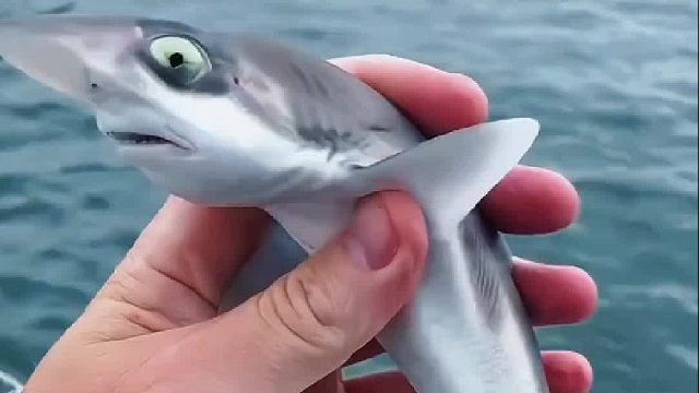 大叔与鲨鱼的缘分居然这么早，从小小一只到长大，最后竟然带着家人来探望