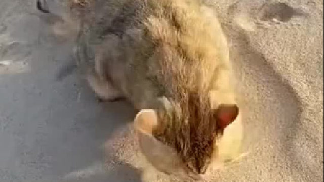 世界最大猫砂盆