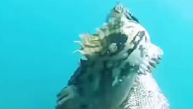 蛇为什么不会中毒？