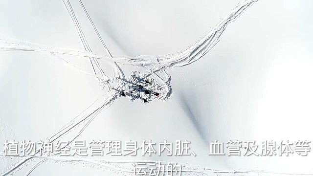 让我们了解一下植物神经系统吧