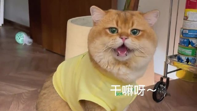 宝娟宝娟我的嗓子猫咪的迷惑行为
