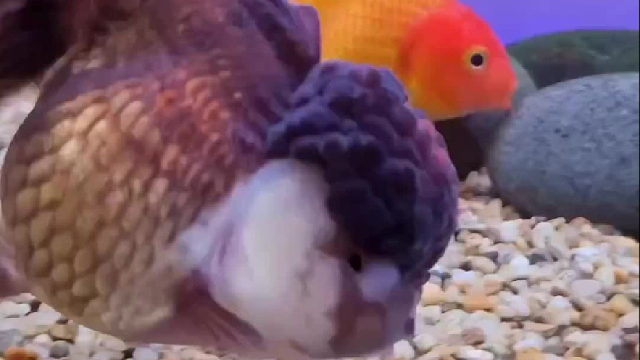 饭后游一游，有助于消化