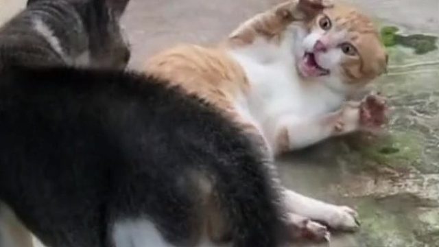 哥哥一定是喜欢我吧