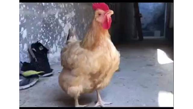 大家好，这就是含天老母鸡