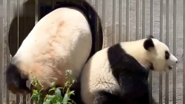 滚滚团子们的搞笑日常