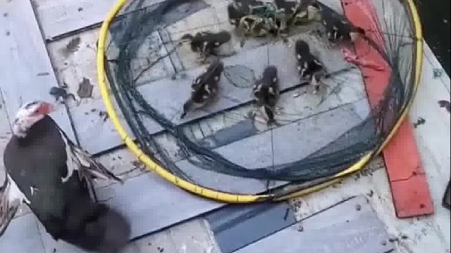 鸭妈妈开心的头点尾巴摇，鱼娃娃可遭老罪了