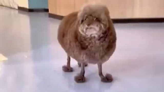 “很像一个表情包但是我想不起来了”