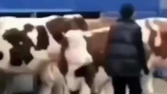 这牛太厉害了还知道轻重