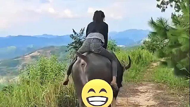 这头一定是母牛