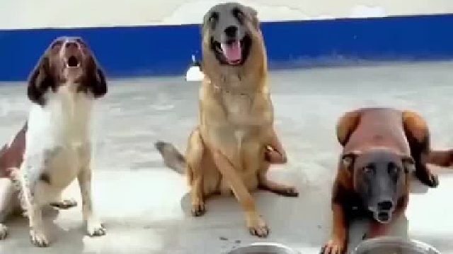 终于知道中间的狗手怎么断的了