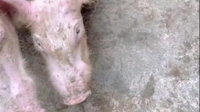 猪喂成这样，这猪价还治啥