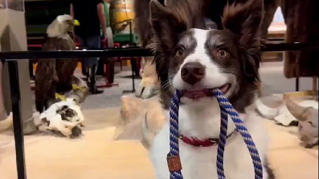 主人带狗狗看标本，合照时狗狗咬着绳子瑟瑟发抖。