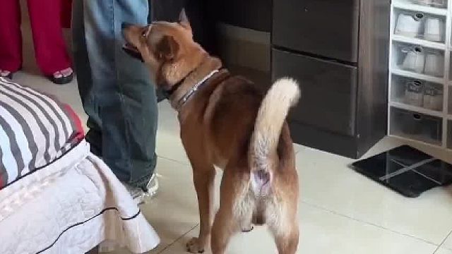 主人结婚当天，狗子抱着摄影师不断撒娇，网友：这么快就找好下家了