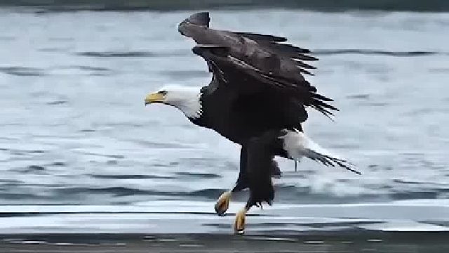 抓拍很难，了不起捕捉师