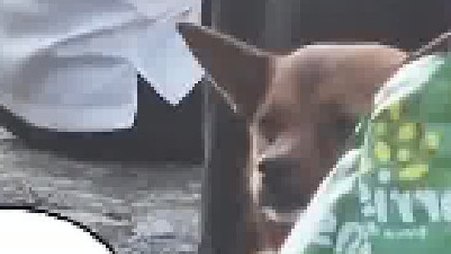 没有一只狗能拒绝嘬嘬嘬，男生对着外国的狗嘬嘬立马跟狗子接头