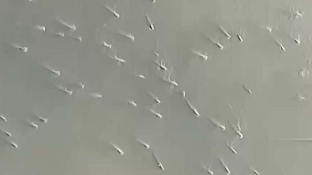 广州珠江水面现鱼群齐游这阵仗，没见过！