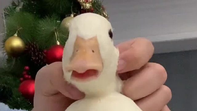 有没有一种可能好养活它仇鸭