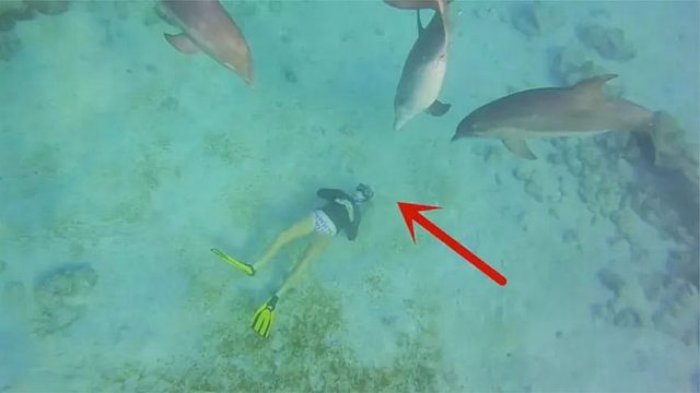 潜水员躺在水底吐泡泡，一群海豚凑了过来，接下来忍住别笑