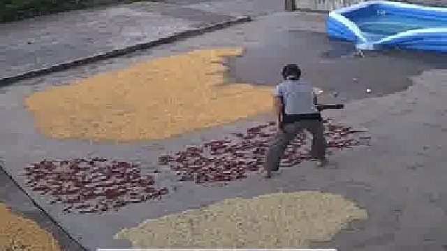 大妈晒稻谷躲过了下雨天，却没躲过泳池里的水