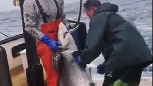 鲨鱼本以为是食堂，结果是天堂