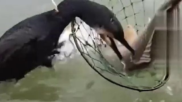 这就是坐收渔翁之利吗？