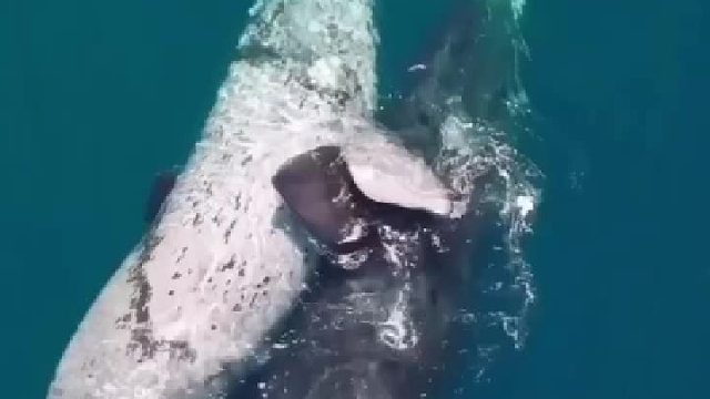 互相拥抱的鲸，像是太极