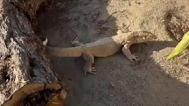 看我用尾巴扇死你