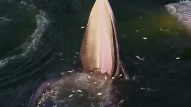 鲸张开大嘴，形成一个小池子，鱼在逃窜