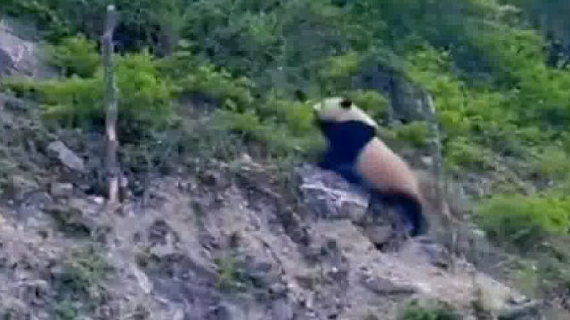 野生大熊猫，他们的快乐谁懂啊？太可爱了很难想象大自然中有这么可爱的生物