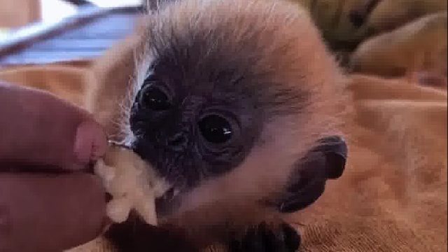 国外大叔在垃圾堆发现了只刚出生的小猴，好心收养后成为儿子最好的羁绊