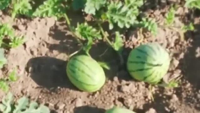 瓜农发视频称未成熟西瓜被调皮小孩摘下，全部报废。