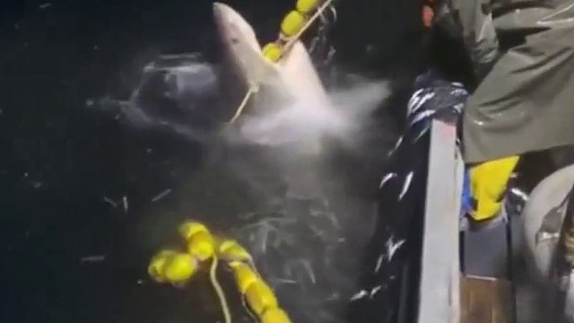 不小心捞到一条大鲨鱼，还好溜出去了，放倒甲板上就麻烦了