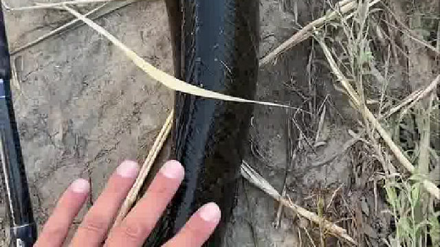 鱼：不玩别乱摸