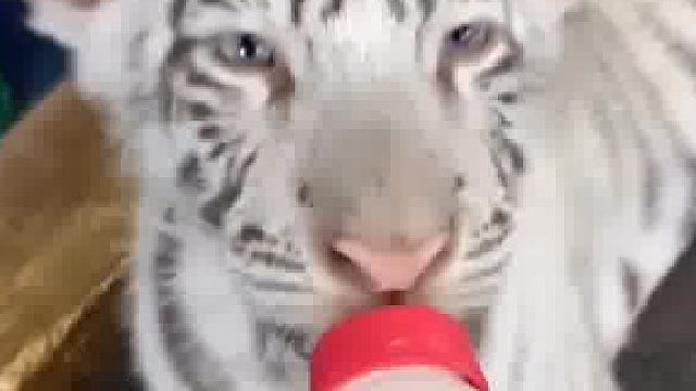 小哥一手带大的小白虎，离别多年后再相见竞然还认出