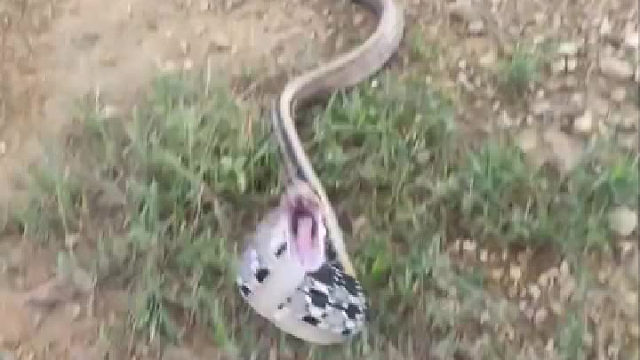 不魁是蛇，没头了还能攻击人