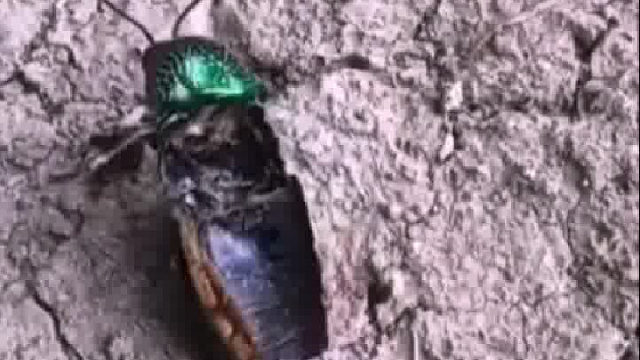 它可能还不知道，其实它已经死了