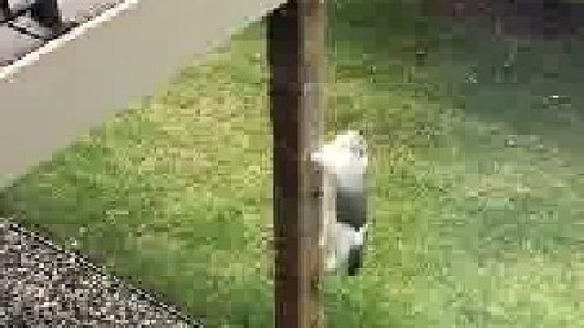 猫：没有什么能阻挡我！__主人：关键是回自己家至于吗？