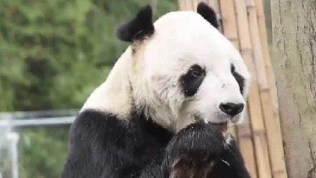 世界上最长寿的雄性大熊猫