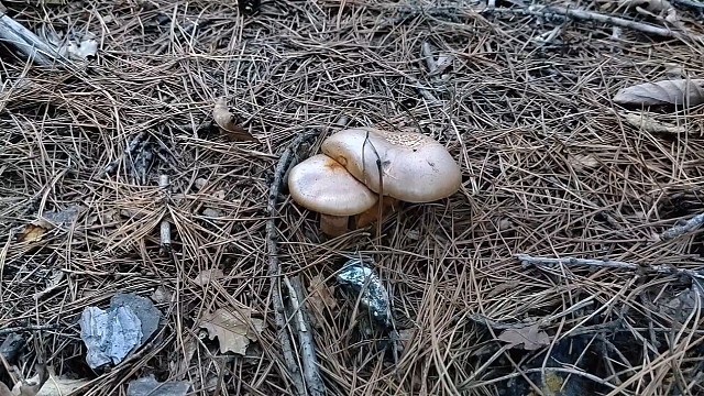 30号上山捡蘑菇