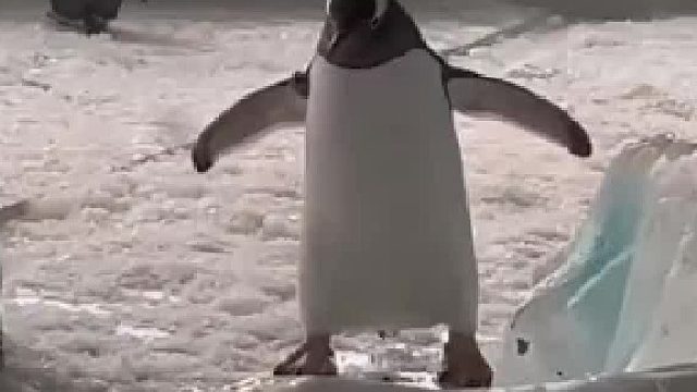 企鹅：这里冰碴子也太多了，我都走不稳了