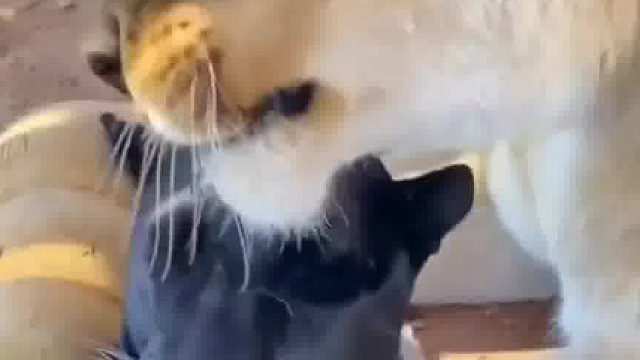 黑豹和狮子是好朋友