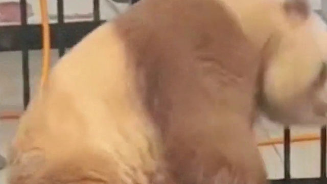 大熊猫七仔：大运会期间，熊猫届兴起洗澡比赛，谁洗的白洗的亮，洗的更柔顺