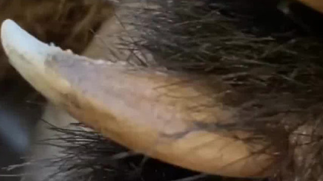 大熊猫特有的假拇指是如何发挥作用的呢？